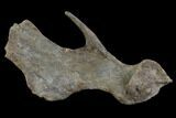 Hadrosaur Jugal (Cheek) Bone - Montana #97809-1